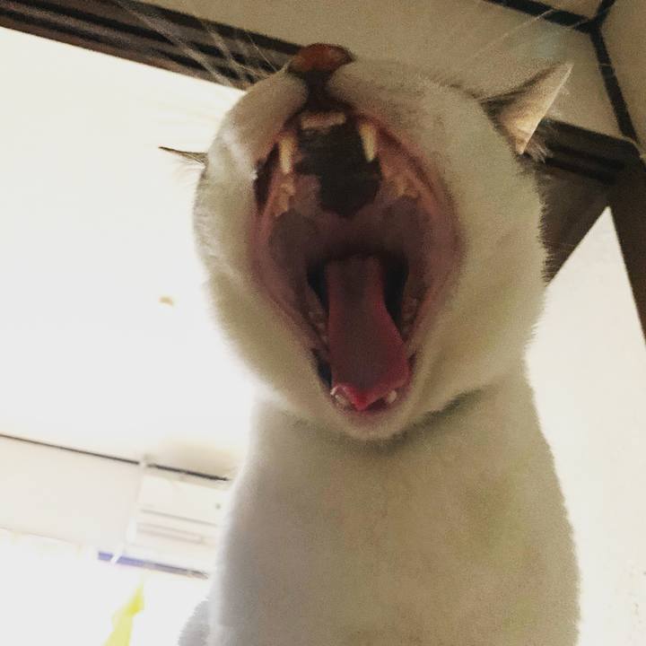 4414c64d 8455 4a93 b3cf b11e337a33e2 1581900413981