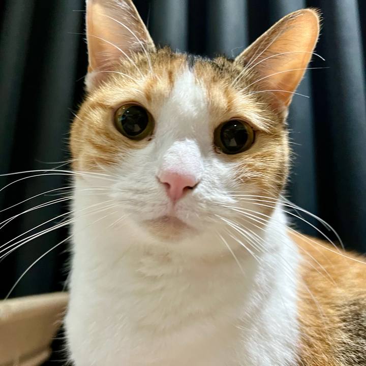 441612b0 5638 477e 9738 8a6de5f39b84 1763783252303