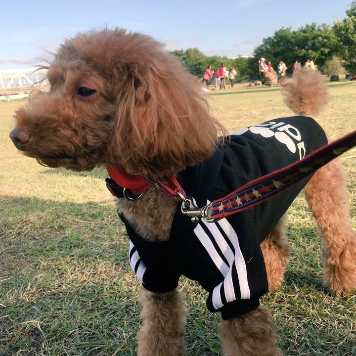 44166b90 0a6a 48bd 94ed 0b3365e0e137 1510547082248