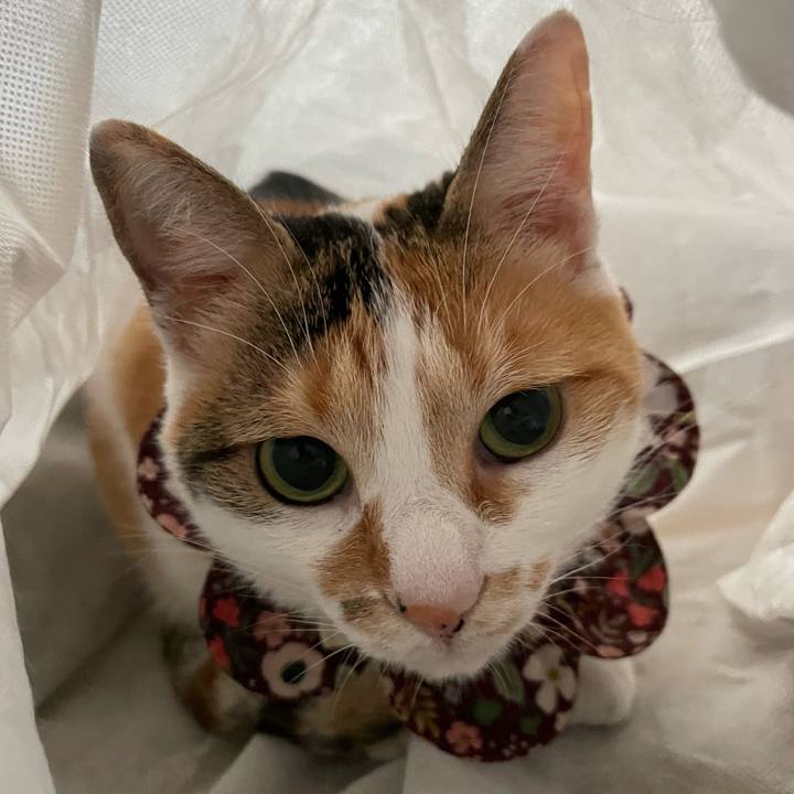 44178222 e22d 44b6 8ffe 49847e55882d 1755661436253