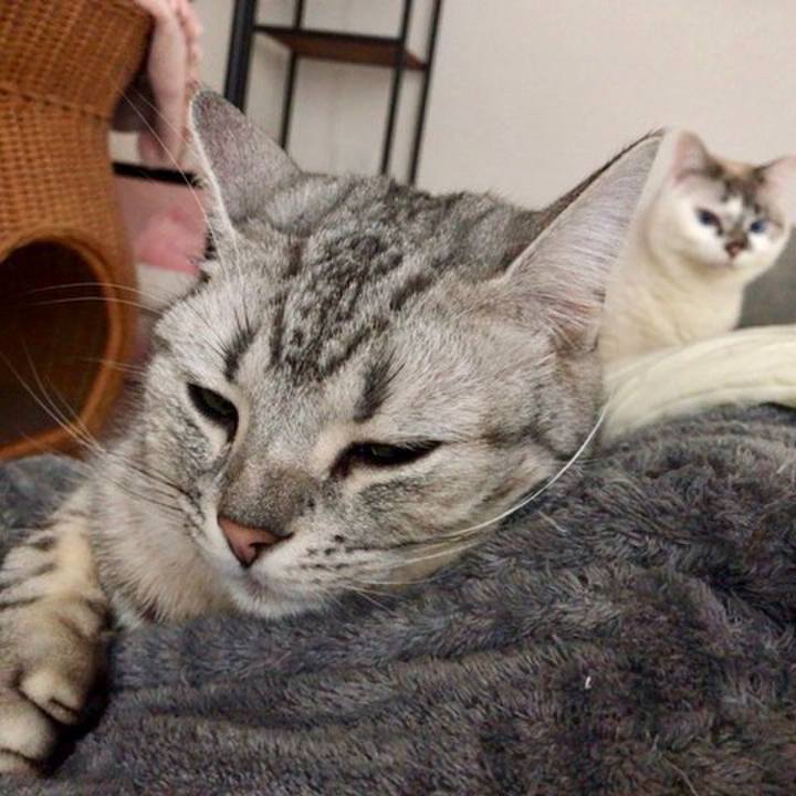 4418b367 cd1e 49cc b5bd c40e167cb38f 1550283722915