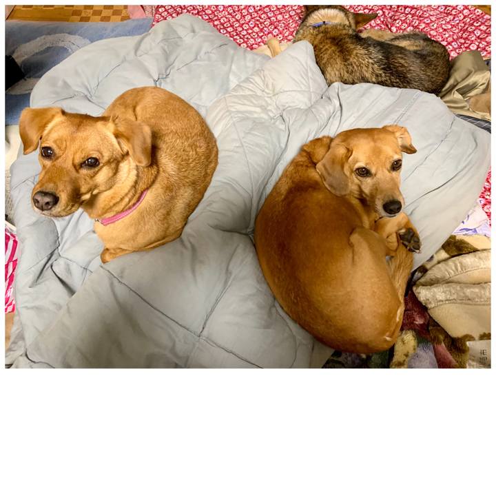 4419c426 2687 4e92 a6ac e345330de723 1575850212472