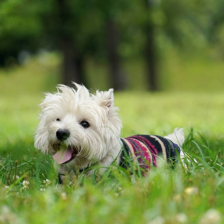 441eca6f 1141 488f b99d 840b32c7c7c0 1530942380929