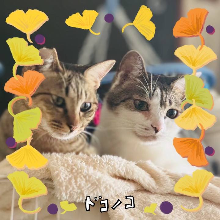 441f55dd f254 4035 986f 4da3c29f6345 1729910734586