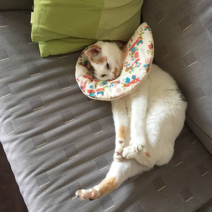 44215226 a955 4af4 8863 d309be237560 1533296501429