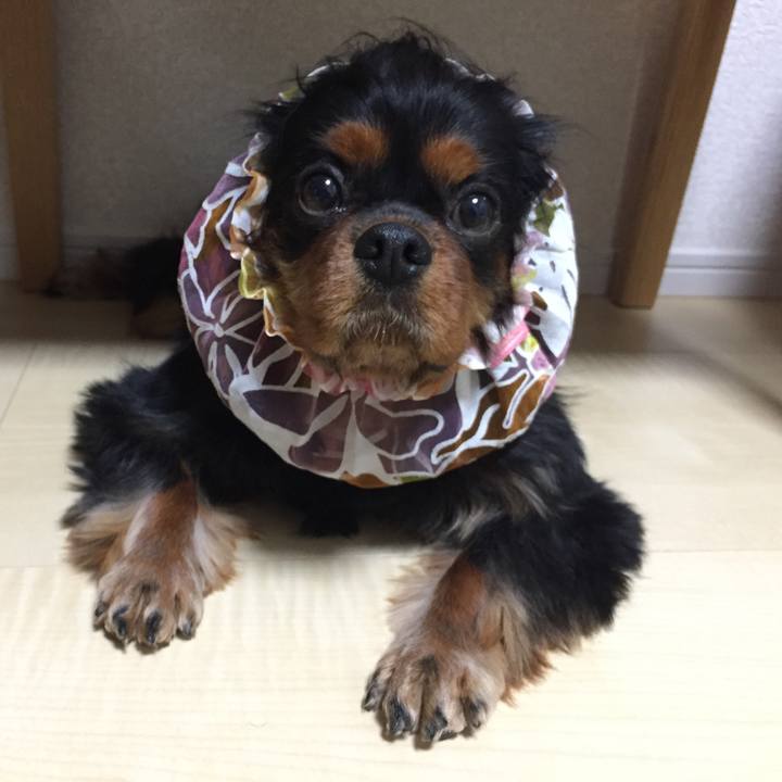 44218c9a 0650 497e 89da 4d34a96151ca 1512912351262