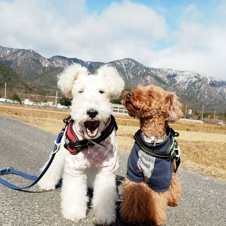 4421ed33 3d17 4991 bcde 1306707821a1 1513601433655