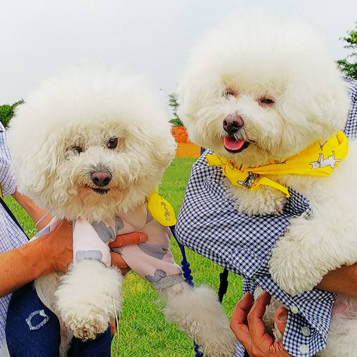 44226cc6 c43b 4f52 9b57 799abef1ff96 1559476782006