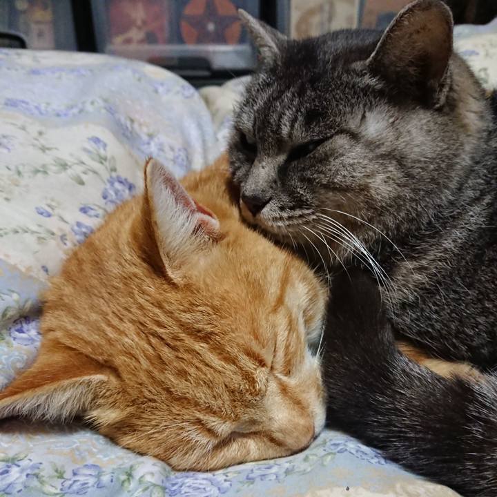 44266fdd 241e 4d9c b18f 064c8e0464a8 1576756142672