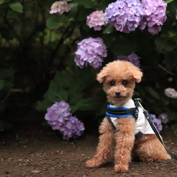 44278958 f25c 42b5 b8d4 f2ceae87c8de 1665153338485