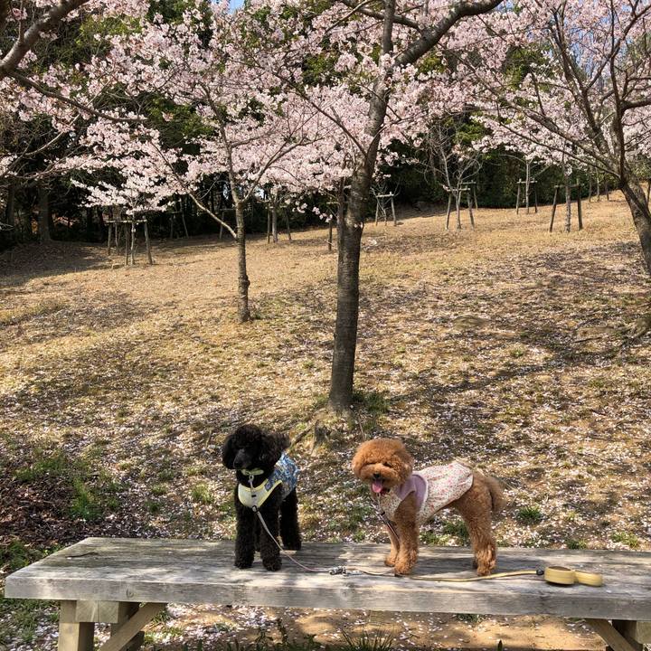 44298083 09a3 47e0 97d3 d022ef583990 1586483378633