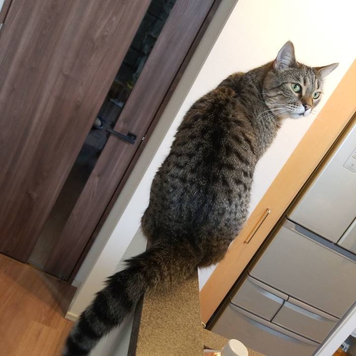 442a1eb9 f565 4c4a 8708 815f640eb28c 1591823984606