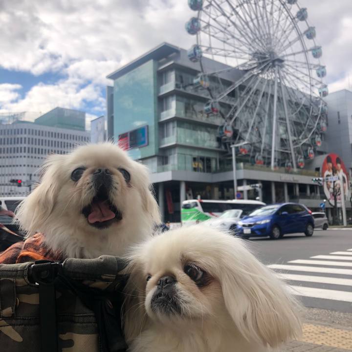 442b7685 19ef 4afc 8dbb 987774b464de 1544851308750