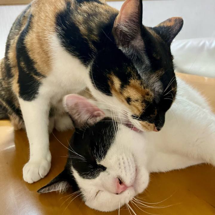 442bcd8c 2ca7 4218 a9c7 d3441ea46116 1750601935669