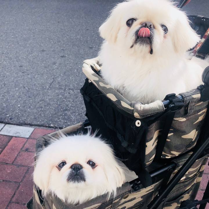 442d332a 3c92 43a8 b671 271d9524fcb6 1551539451308