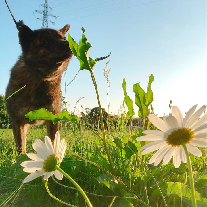 442ede85 acfe 4a51 ba67 04a4af61ed6e 1528888937118