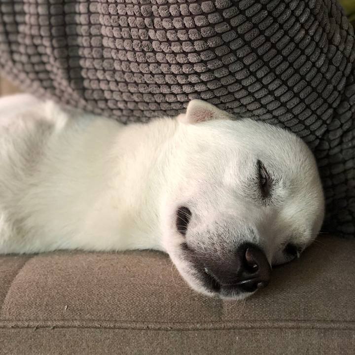 442f6971 90ef 41eb 85cb 7959d7d4358e 1554461074392