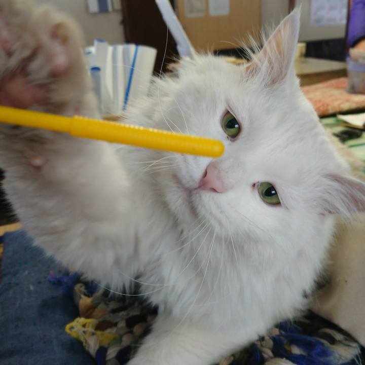 442fee45 6a4a 435f 9e1d e60cc082a209 1552516090336