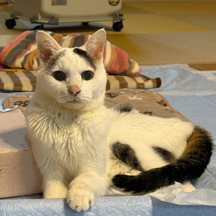 443064ff 8163 47ee a224 abf31bb2923f 1762299665548