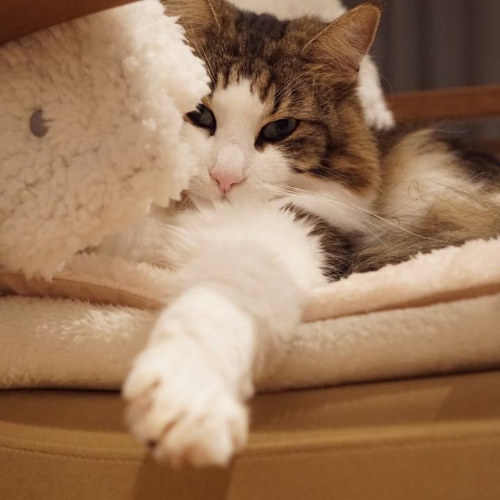 4433c33e cf35 4144 a724 c8d141352e93 1575122798114