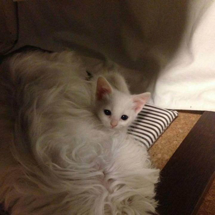 44384370 bbc4 40a2 8208 06a333420932 1508298945476