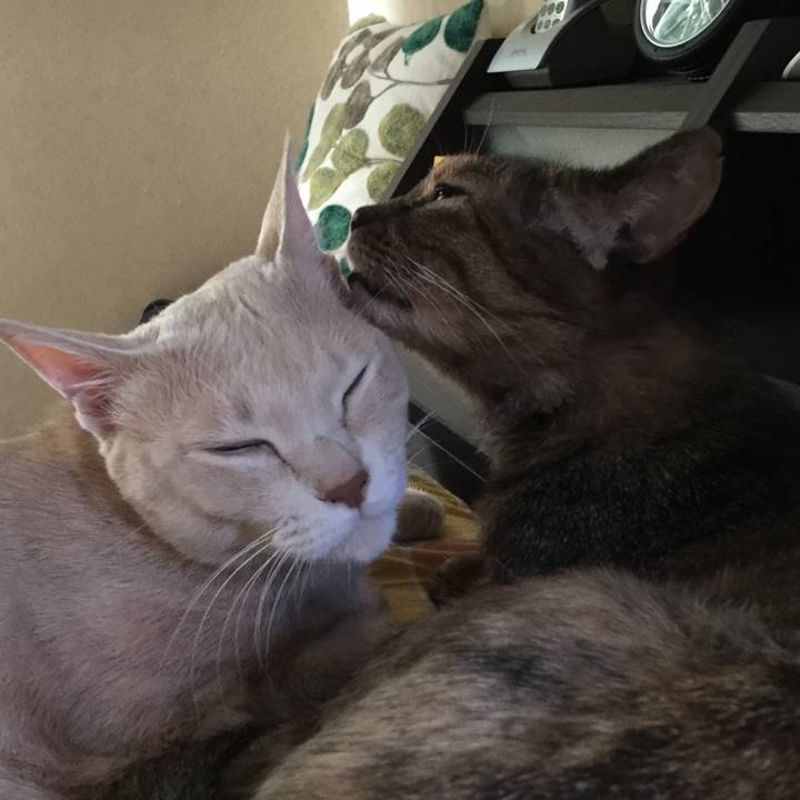 4438dc7b b832 431f 829e b8aac27110e4 1534979221754