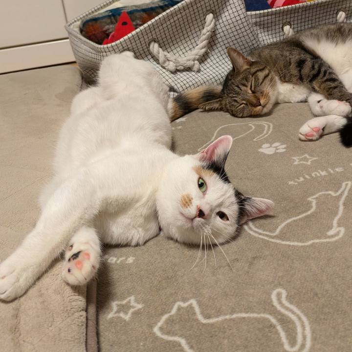 443a44f8 b65b 429e be55 b6f3750747b8 1730465474537