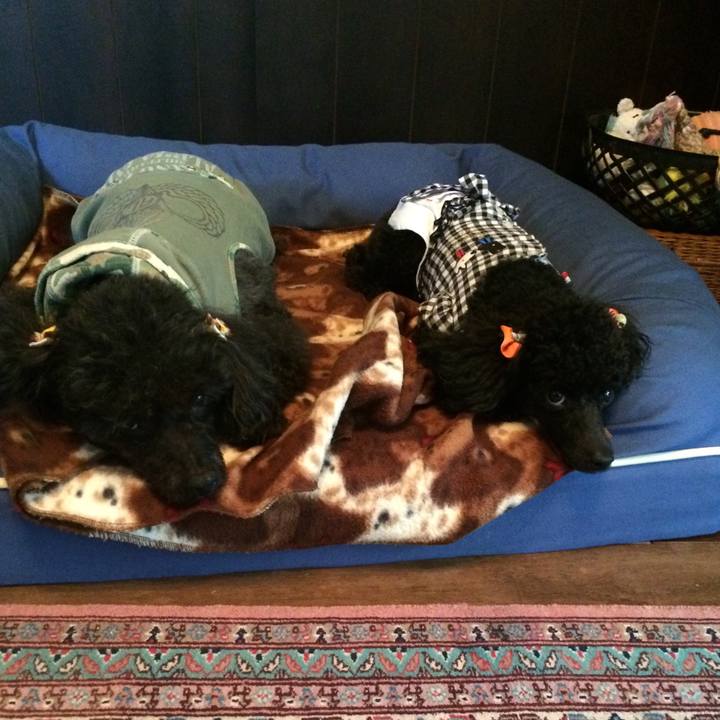 44417f9f 7238 4b97 9188 1ebfd7c45e54 1539816559443