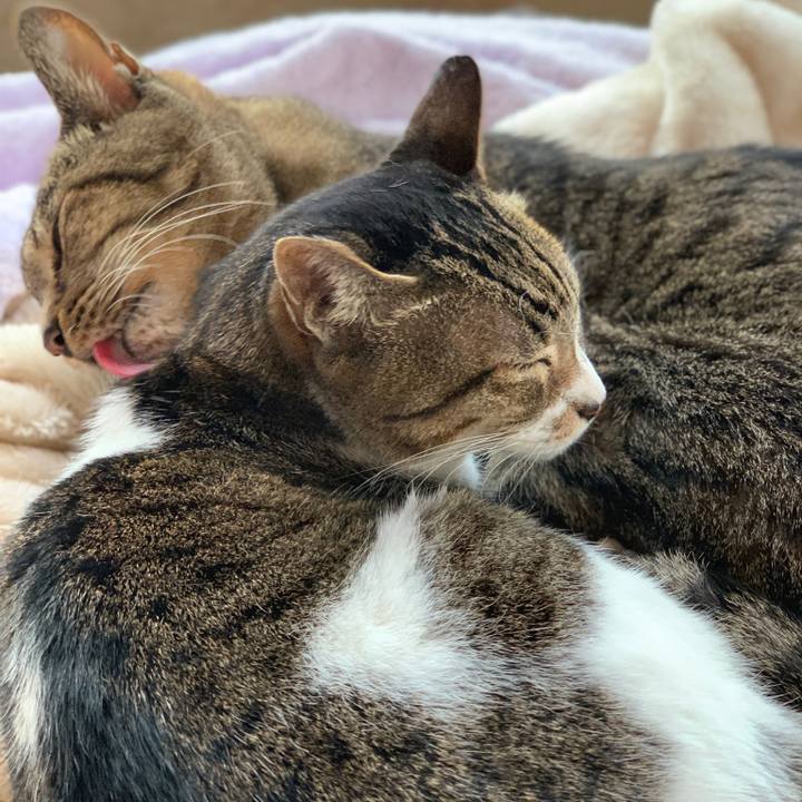 4444ed6a d12c 48b1 a760 ab892c21e32b 1573521433654