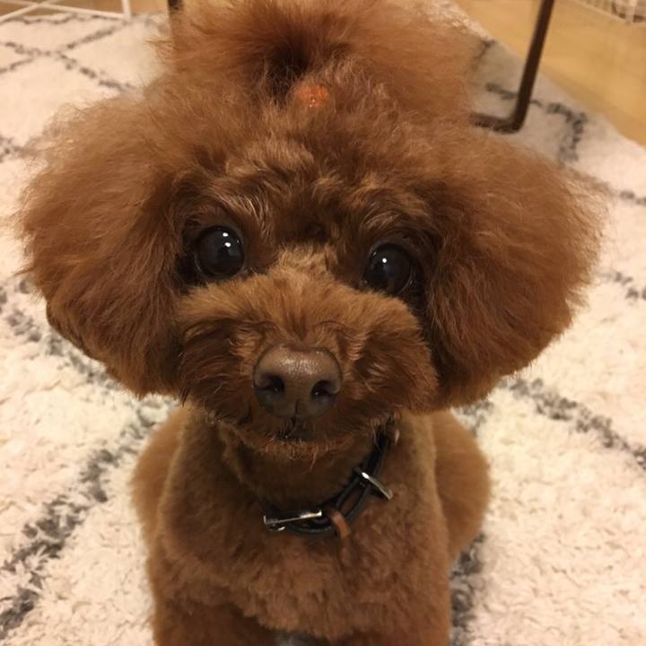 4446c190 c4d4 48a4 9e12 aa2a6e10094c 1509316316248