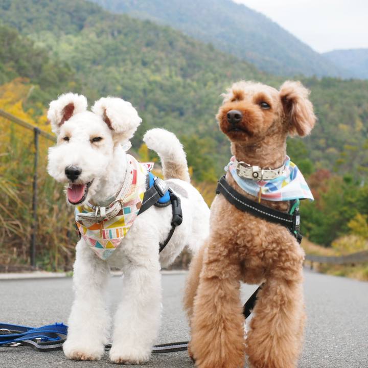 44471ed6 bc9b 46b2 9326 cb31d89c4558 1541775457698