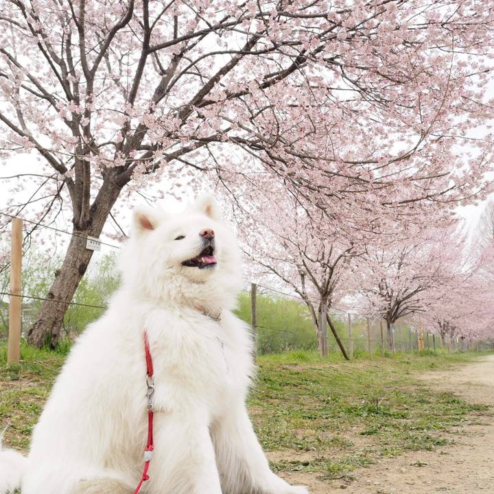 44490ec7 1c80 48a8 aec3 41c205126fa0 1553934625743