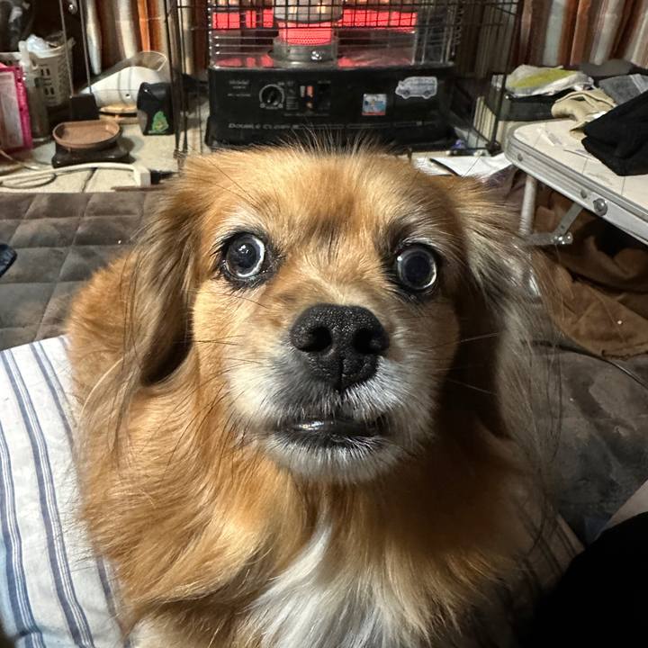 44497e16 7df5 4acb 91ce 31dcff1d6d7f 1733087735788