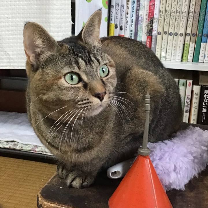 4449acf2 7a2c 4762 9aad 02d1f9c1f680 1637100543416