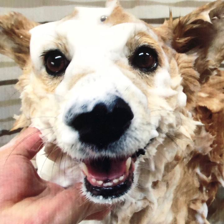 444ced6e 6387 4465 b757 06776659feeb 1541676678511