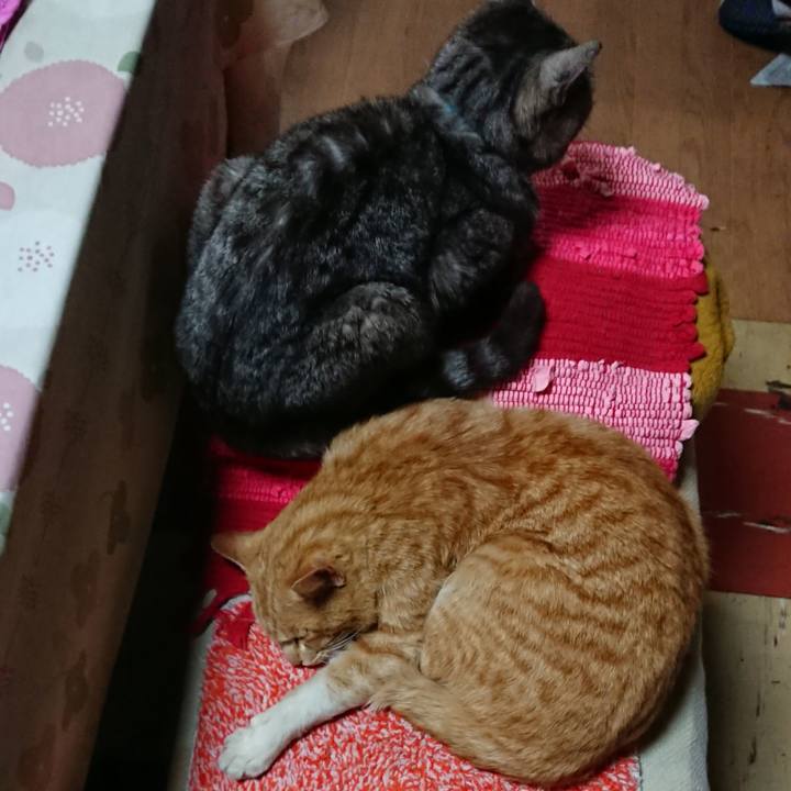 444f41f8 609f 476c bcf7 30b478210e0e 1554891636417