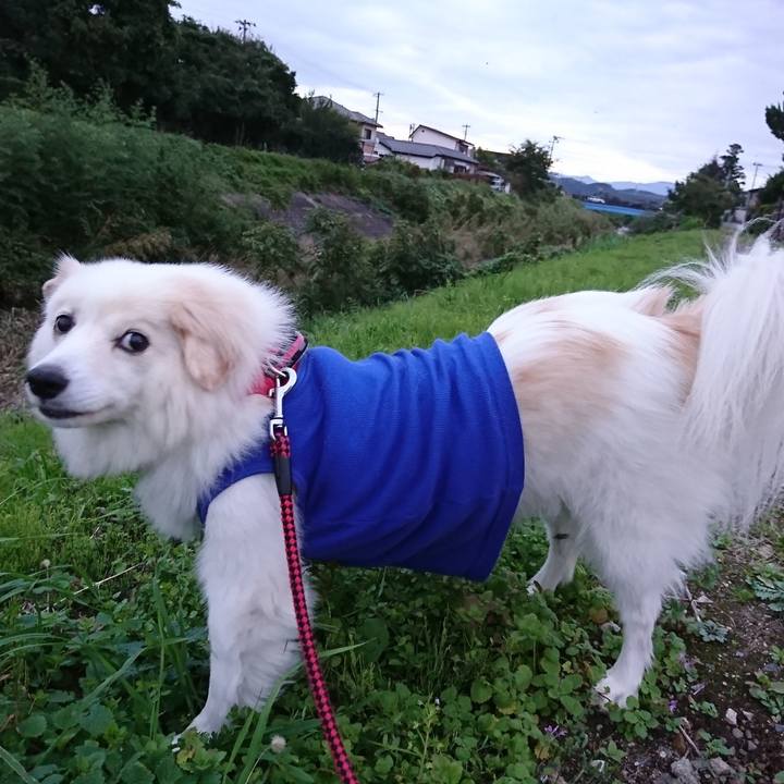 444f5550 11bb 4880 bda0 2152f6edf6ee 1539511260182