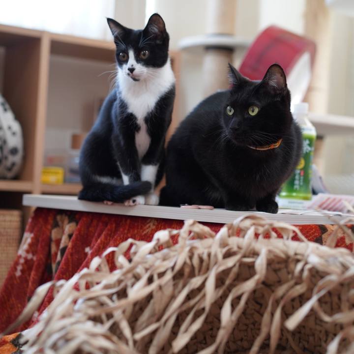 444f60b0 3d43 435a ab11 dd6e2443c77f 1578267160905