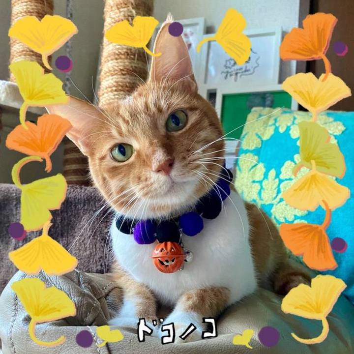 44500150 1382 438f a2b3 32b9f03b2c4b 1730377973559