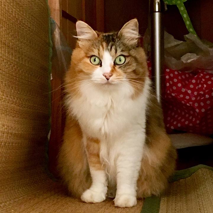 4450e65d eff7 4e32 8be5 43818cef5a86 1566704261334