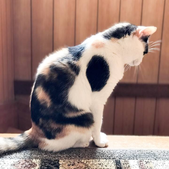 4452ce5d fe32 4f3c b00b 8b37a2d4a183 1530756861736