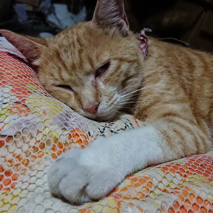 4452d79c d03c 48e5 ad0a 2b51d601b54f 1562160212107