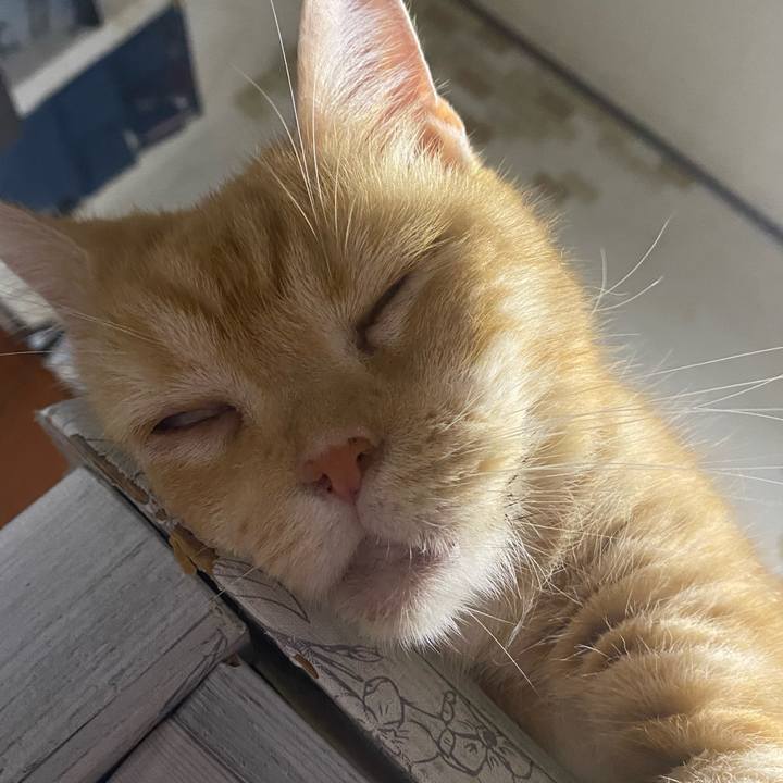 4452dc2d 0cd7 4aaf ba0d 9ed4c0dc661b 1629526361916