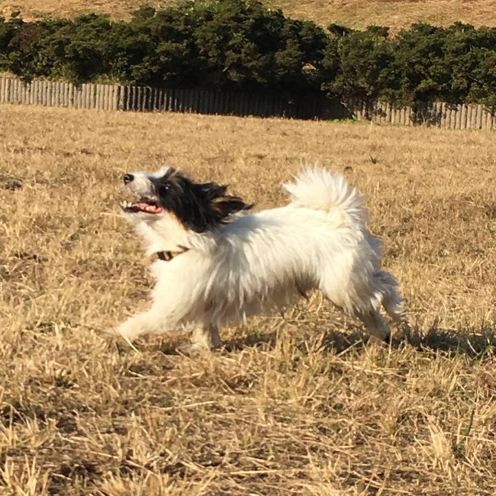 44531486 d46b 4ceb 92ef 4466f9716d86 1513295265475