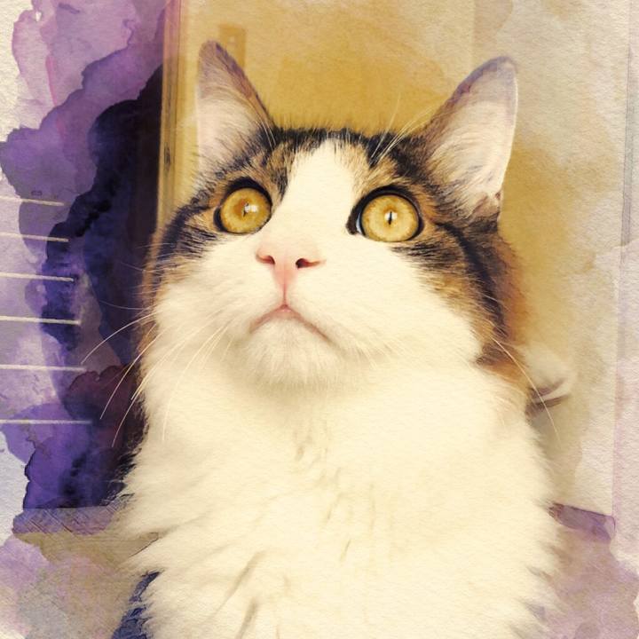 44537dbb e2ba 46e7 80f2 039ff91296db 1510558633703