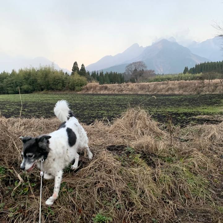 4453a8b2 b5f6 4b35 8765 23b10a3f58ef 1577792915388