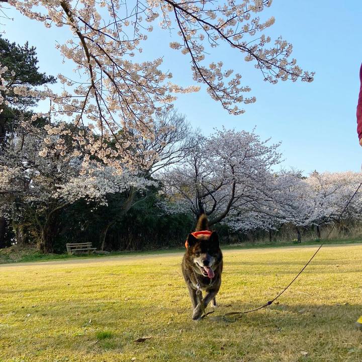 4453c2fe 020b 4c0a a841 dfbddb834735 1617416521470