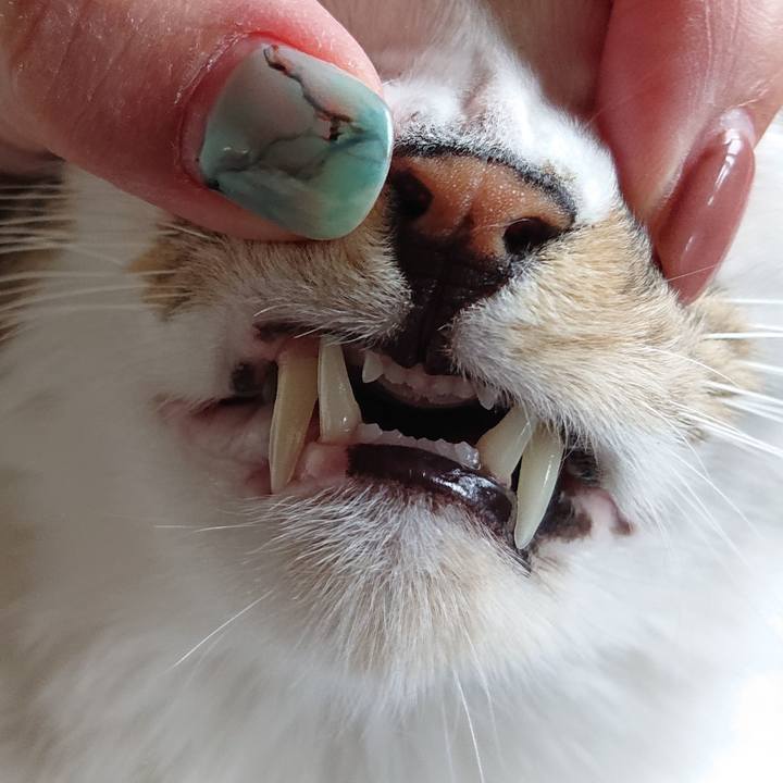 4454357f a201 489b 9235 67ae86bdf629 1671244566199