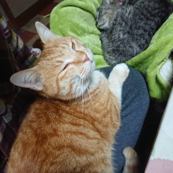 4454c400 7d1c 452c 8712 87a2709928de 1582521227947