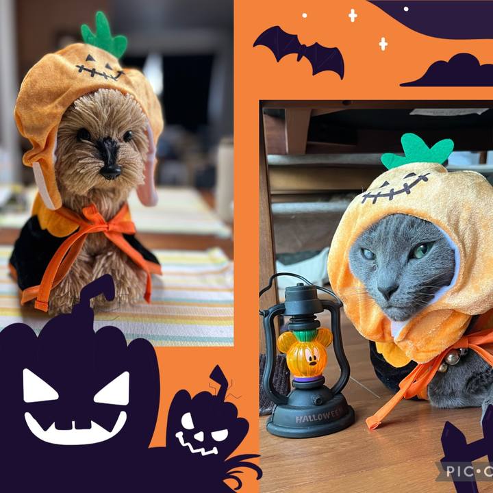 44562c6f 7906 4012 afef 94f15055bfcc 1698725829467